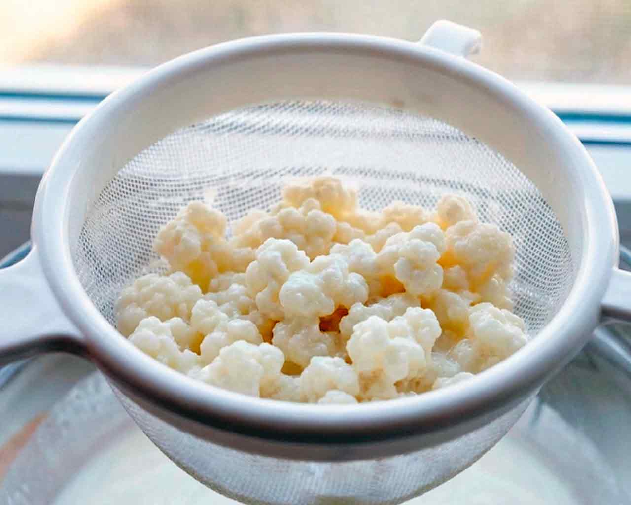 Gezonde melkkefirkorrels die zichtbaar zijn in een bolzeef na het zeven