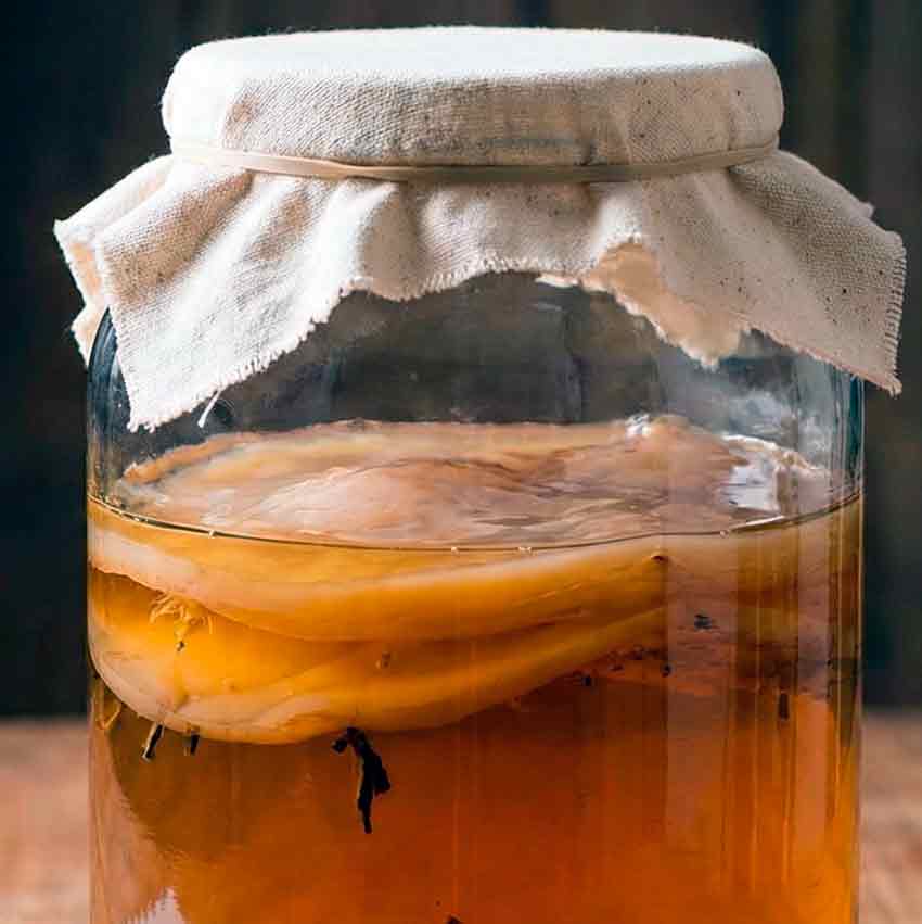 Kombucha Scoby closeup